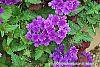 Verbena 'Superbena Dark Blue' flowers