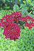 Verbena 'Temari Burgundy'