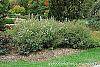 Vitex agnu-castus 'Silver Spire' habit