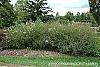 Vitex agnu-castus 'Silver Spire' habit