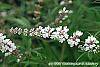 Vitex agnu-castus 'Silver Spire' flowers