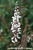 Vitex agnu-castus 'Silver Spire' flowers