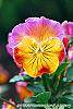 Viola 'Angel Amber Kiss' flowers