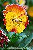Viola 'Angel Amber Kiss' flowers