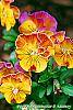 Viola 'Angel Amber Kiss' flowers