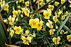 Viola cornuta 'Lemon Chiffon' habit