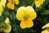 Viola cornuta 'Lemon Chiffon' flowers