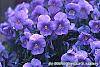 Viola cornuta 'Lavender Ice' flowers