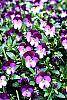 Viola cornuta 'Purple Duet' habit