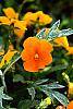 Viola cornuta 'Penny Orange' flowers