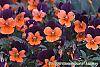 Viola cornuta 'Sorbet Orange Duet' flowers