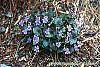 Viola labradorica habit