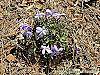 Viola pedata habit