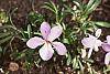 Viola pedata