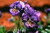 Viola x wittrockiana flowers