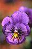 Viola x wittrockiana flowers