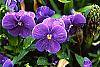 Viola x wittrockiana 'Crystal Bowl True Blue' flowers
