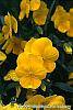 Viola x wittrockiana 'Crystal Bowl True Yellow' flowers