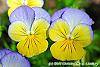 Viola 'Ultima Morpho' flowers