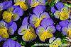Viola 'Ultima Morpho' flowers