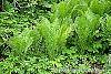 Matteuccia struthiopteris habit