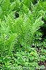 Matteuccia struthiopteris habit