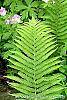 Matteuccia struthiopteris leaves