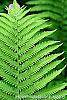 Matteuccia struthiopteris leaves