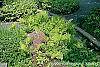 Onoclea sensibilis habit
