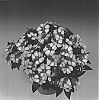 Impatiens%20hawkeri%20%27Tamar%20Purple%20Bicolor%27