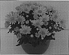 Chrysanthemum%20morifolium%20%27Swing%20Time%20Yellow%27