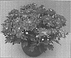 Chrysanthemum%20morifolium%20%27Vulcan%20Time%20Bronze%27