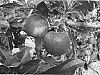 Malus%20domestica%20Mill.%20%27Dalitoga%27