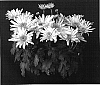 Chrysanthemum%20x%20morifolium%20%27Yellow%20Yowoodstock%27