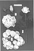 Rosa%20hybrida%20%27POULen003%27