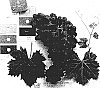 Vitis%20vinifera%20%27Sugratwentyseven%27