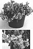 Antirrhinum%20x%20hybrida%20%27Sulte%20Laver%27