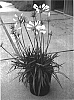 Agapanthus%20x%20hybrid%20%27Snow%20Pixie%27