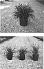Liriope%20muscari%20%27Bigun%27