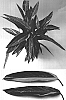 Stromanthe%20sanguinea%20%27Valmic%27