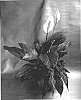 Spathiphyllum%20hybrid%20%27Carlos%27