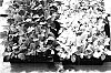 Hydrangea%20quercifolia%20%27Little%20Honey%27