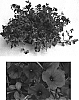 Petunia%20x%20hybrida%20%27Whip%20Pur%27