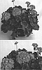 Pelargonium%20x%20hortorum%20%27Amri%20Orch%27