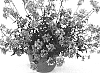 Nemesia%20x%20hybrida%20%27Balarropi%27