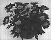 Chrysanthemum%20moriflorum%20%27Abba%27