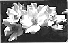 Rosa%20hybrida%20%27Meipadan%27