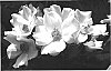 Rosa%20hybrida%20%27Meipadan%27