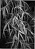 Arundo%20formosana%20%27Oriental%20Gold%27