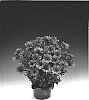 Osteospermum%20ecklonis%20%27Osoutis%27